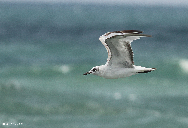 Mediterranean Gull , Larus melanocephalus(second year)Maagan Michael ,July 2013  Lior Kislev